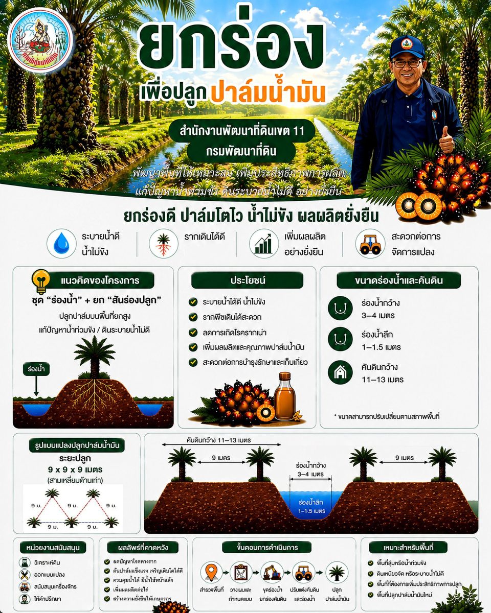 วิธีการปลูกปาล์ม ด้วยเทคนิค "ยกร่อง" เป็น...