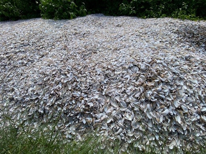 From Mussel Shell Waste to Bio-Responsive Ventilation Blocks: Turning Byproducts into Innovation