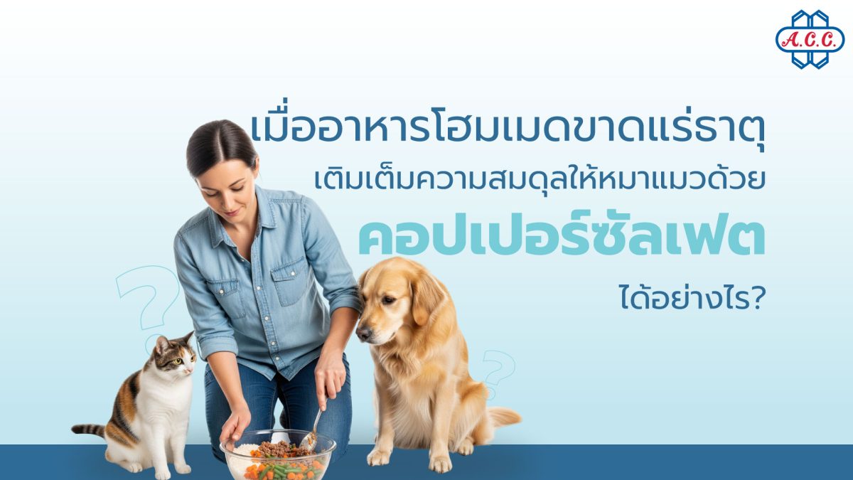 การเลี้ยงหมาแมวด้วยอาหารโฮมเมดที่เจ้าของป...