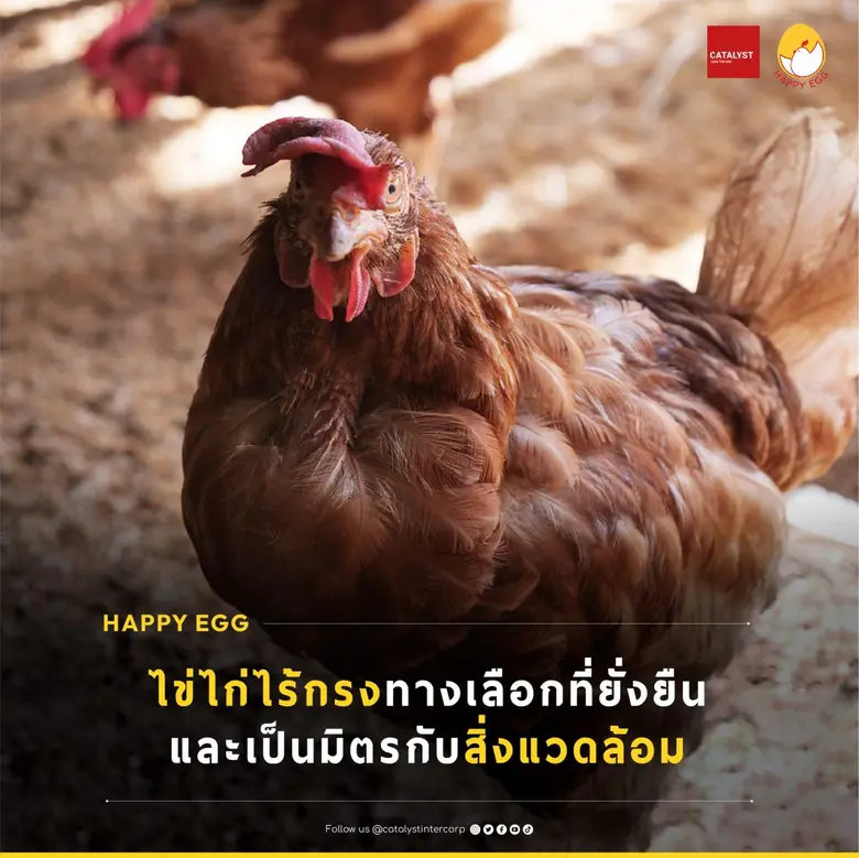 วันสิ่งแวดล้อมโลก 2569 คะตะลิสต์เชิญชวนคนไทย "เลือกไข่ เปลี่ยนโลก" เชื่อมระบบอาหารยั่งยืน รับมือวิกฤตสภาพภูมิอากาศ