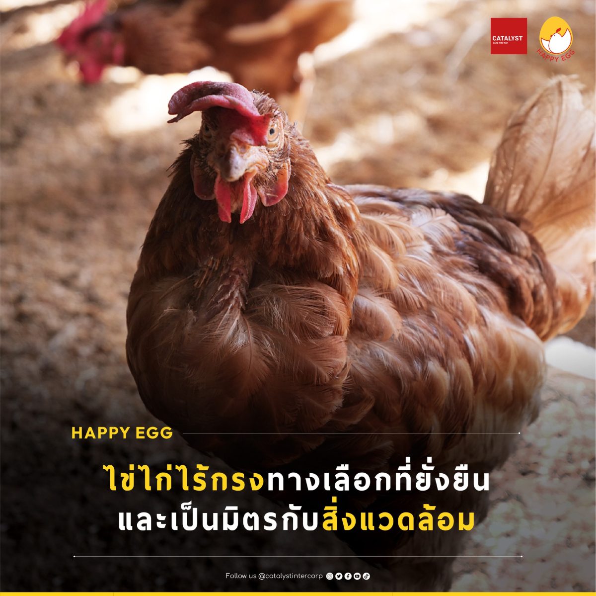วันสิ่งแวดล้อมโลก 2569 คะตะลิสต์เชิญชวนคนไทย "เลือกไข่ เปลี่ยนโลก" เชื่อมระบบอาหารยั่งยืน รับมือวิกฤตสภาพภูมิอากาศ