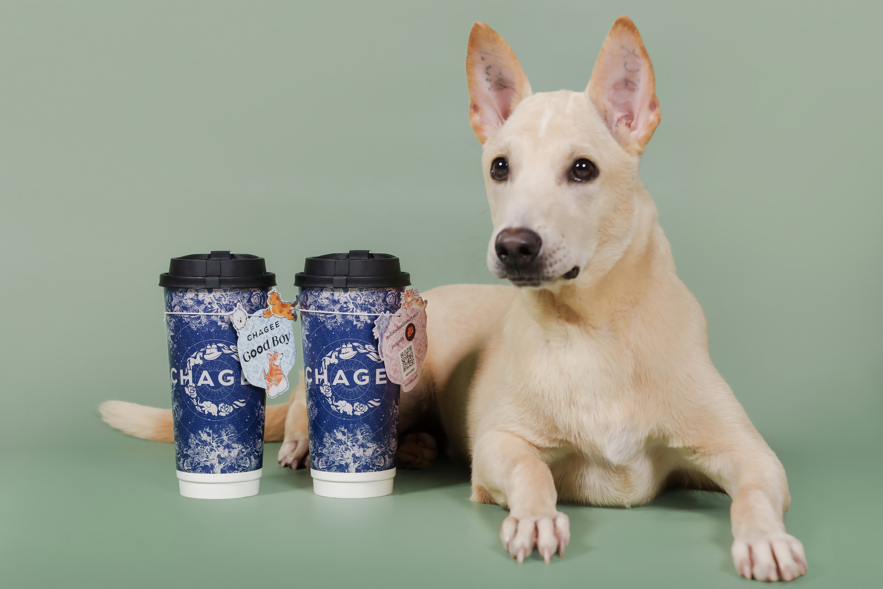 CHAGEE จับมือ Soi Dog เปิดตัวโครงการ CSR ...