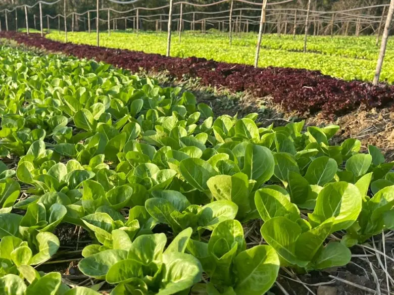 The Art of Farm-to-Table Dining at Roukh Cuisine, Roukh Kiri Khaoyai - The Centara Collection