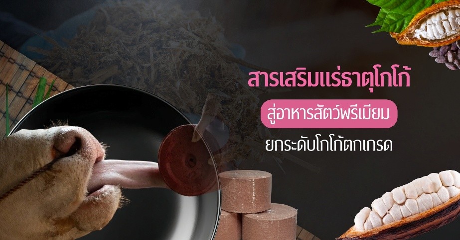 อาจารย์จุฬาฯ ผันวิกฤตผลผลิตโกโก้ตกเกรด เป...