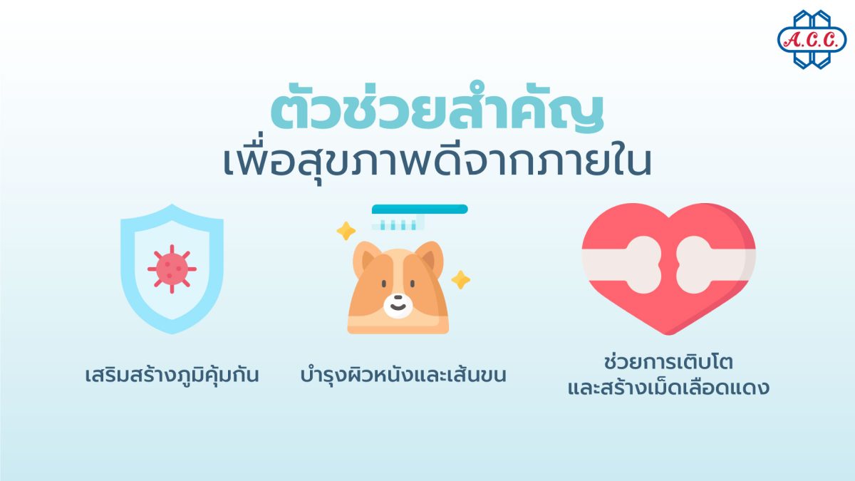 คอปเปอร์ซัลเฟตในอาหารสัตว์เลี้ยง แร่ธาตุสำคัญที่ผู้เชี่ยวชาญยืนยัน เพื่อสุขภาพที่ดีของสุนัขและแมว