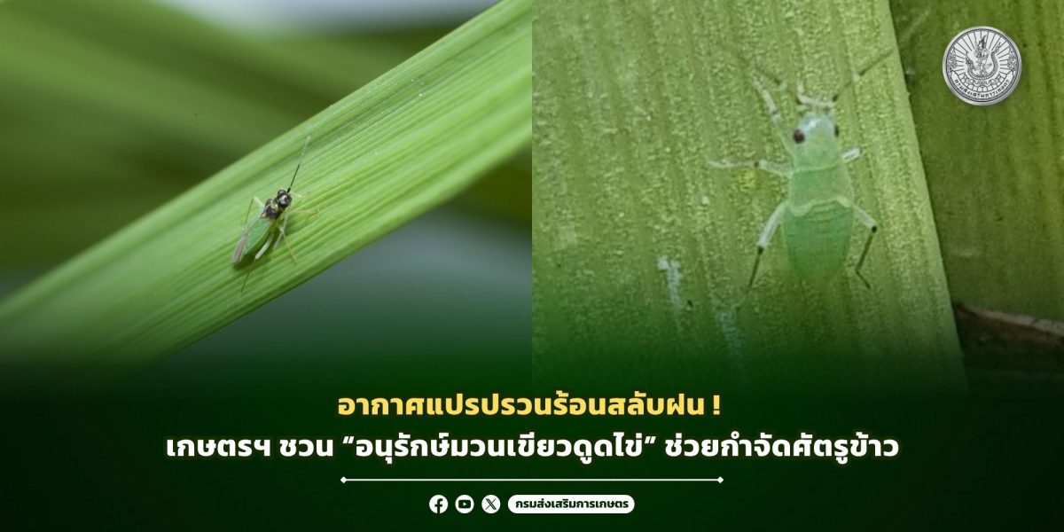 เนื่องจากขณะนี้เป็นช่วงเริ่มต้นฤดูการเพาะ...