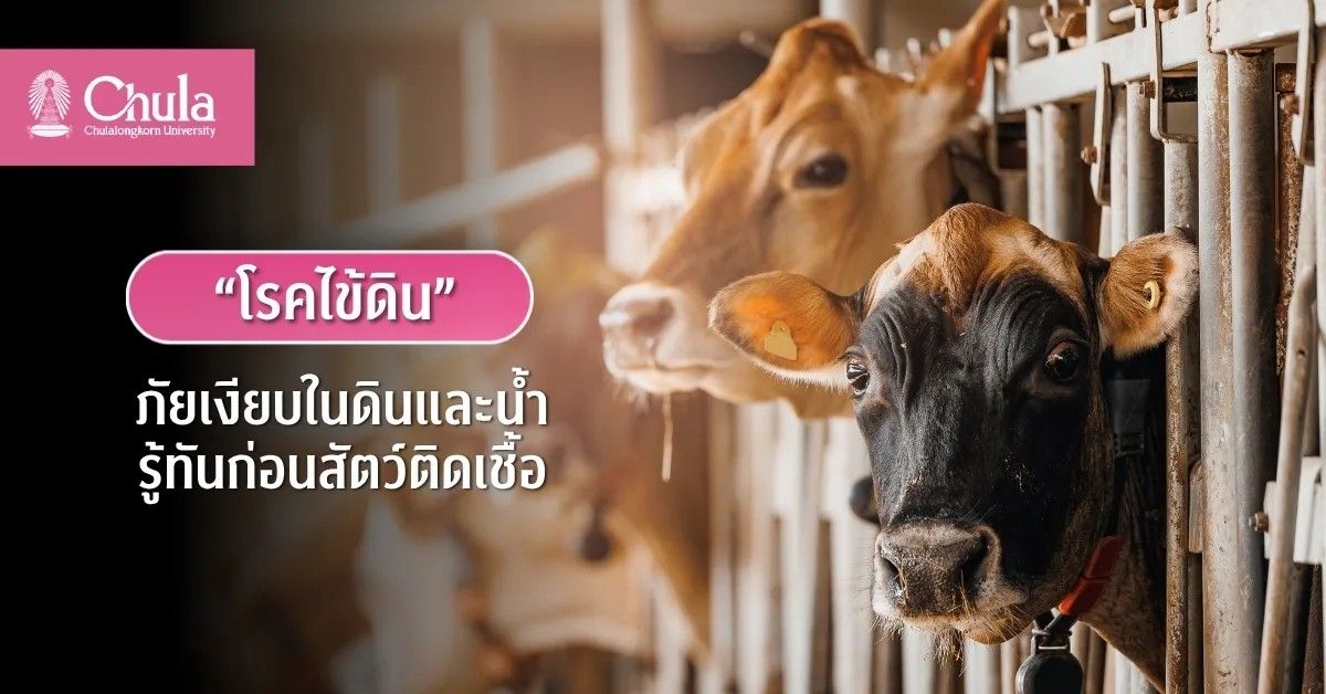 อาจารย์คณะสัตวแพทยศาสตร์ จุฬาฯ เตือนภัย "...