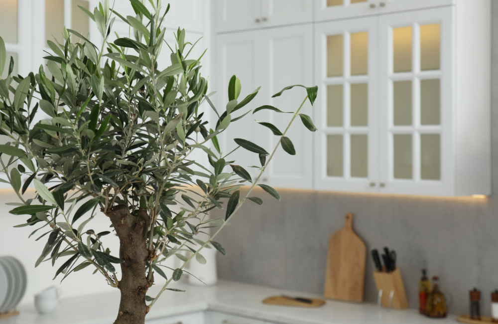 "ต้นมะกอกโอลีฟ" (Olive Tree) ไม่ได้เป็นเพ...