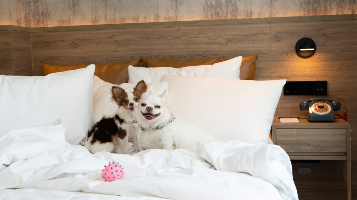 Dedicated packages pamper pets like VIPs ...