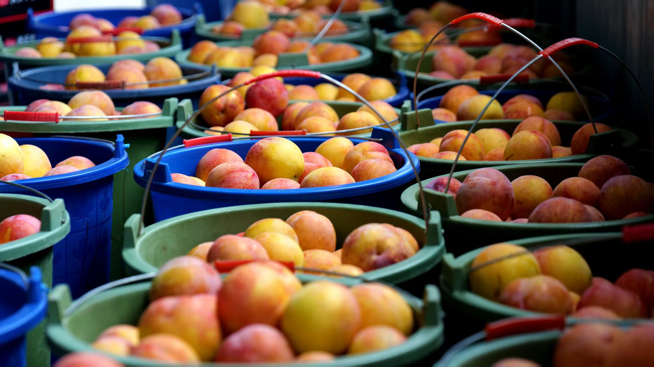 A Sweet Summer Harvest of Plums