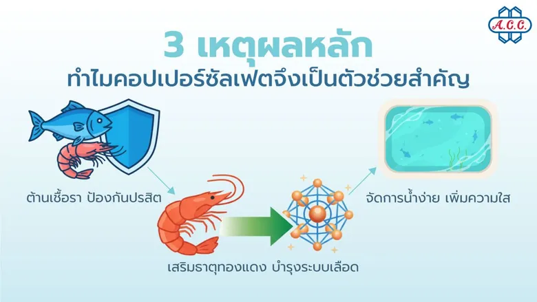 ทำความรู้จัก คอปเปอร์ซัลเฟต หัวใจสำคัญในการคุมคุณภาพน้ำและฟาร์มสัตว์น้ำยั่งยืน