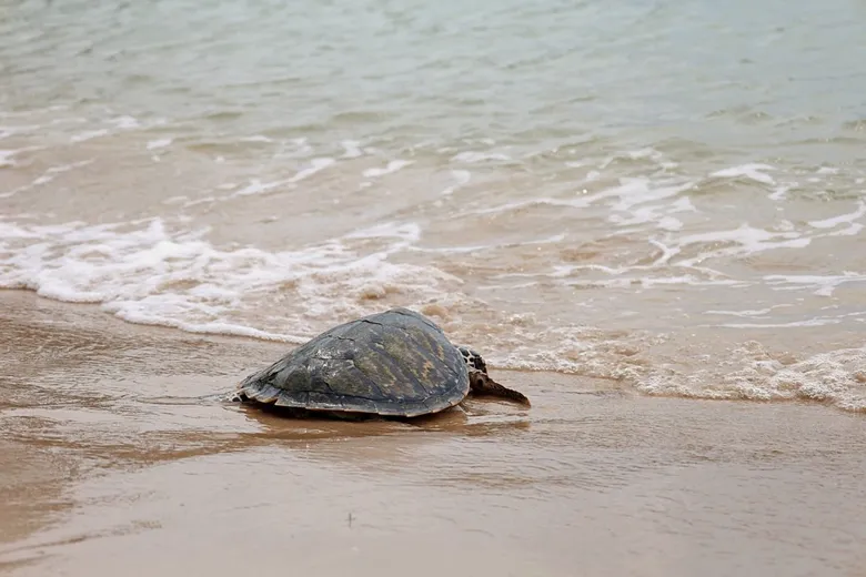 DUSIT THANI PATTAYA AND ITS PARTNERS JOIN FORCES FOR WILDLIFE AND MARINE LIFE CONSERVATION INITIATIVE