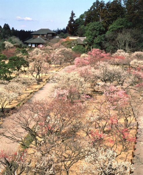 “เทศกาลชมดอกบ๊วย มิโตะ” ฉลองครบรอบ 120 ปีของงานเทศกาลดอกบ๊วยที่ได้รับความนิยมสูงสุดในประเทศญี่ปุ่น การมาถึงของฤดูใบไม้ผลิ ณ สวนไคราคุเอ็น–โคโดกัน (Kairakuen-Kodokan)