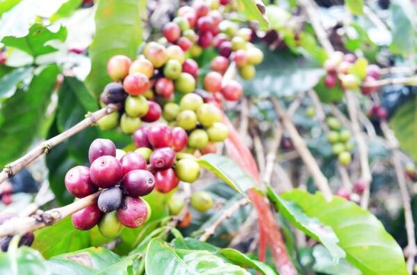'ภัทรศักดิ์ โอสถานุเคราะห์’ หัวเรือ DCORP พลิกชีวิตเกษตร สู่ไร่กาแฟตัวอย่าง ยกระดับกาแฟไทย