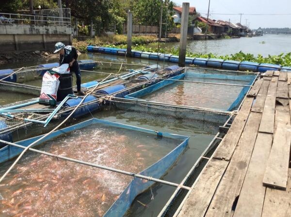 เกษตรกรยืนยันปลาทับทิมปลอดภัยจากสารตกค้าง เน้นการเลี้ยงสะอาด ลดเสี่ยงเป็นโรค