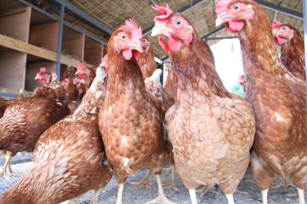 ก้าวสู่วิถีเกษตรอินทรีย์เต็มตัว ที่ อะลาคอมปาณย์ พัทยา  ปลูกผัก เลี้ยงไก่ เก็บผัก เก็บไข่ ปรุงแล้วเสิร์ฟ สดๆ ใหม่ๆ