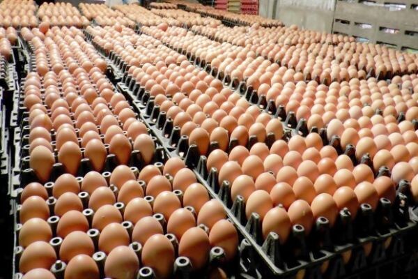 ผู้เลี้ยงไก่ไข่วอนเห็นใจ ภัยแล้ง อากาศร้อนจัด และพายุฤดูร้อนกระทบไข่ไก่หายจากตลาด 15-20%