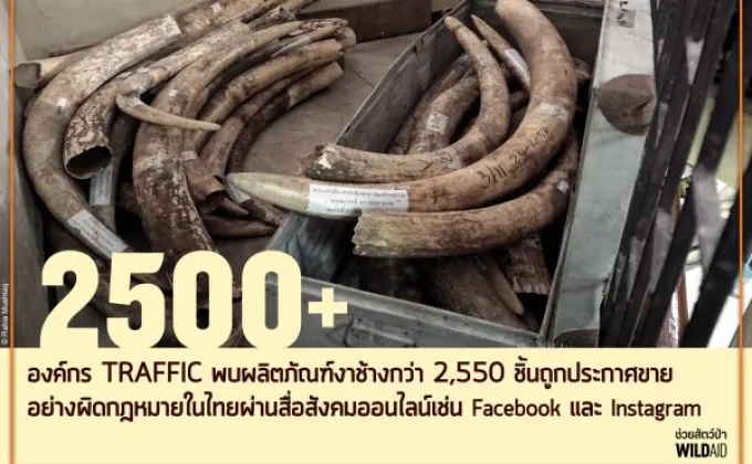 ตลาดงาช้างกรุงเทพฯ ทรุด ราคาตกทั่วภูมิภาค