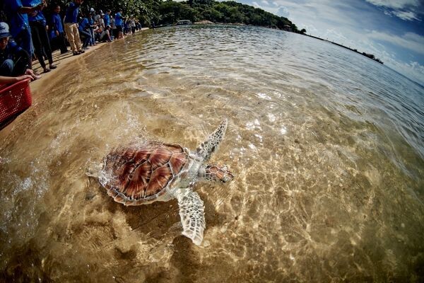 ฟอร์ด ประเทศไทย ร่วมอนุรักษ์เต่าทะเล รวมพลังจิตอาสาปล่อยเต่าทะเล พร้อมมอบระบบสูบน้ำพลังงานแสงอาทิตย์