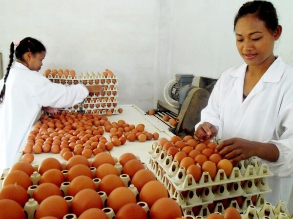 ผู้เลี้ยงหมู-ไก่ไข่ ชี้ราคาผลผลิตลดเป็นโอกาสผู้บริโภค หวังกระตุ้นการกินช่วงปีใหม่