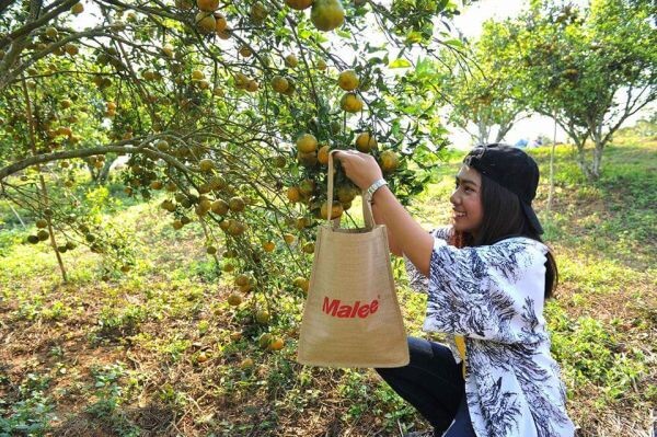 มาลี จัด กิจกรรมสุดเอ็กซ์คลูซีฟ “Fin In Sukhothai” เปิดบ้าน พาชมสวนส้ม พร้อมบินฟรี เที่ยวฟรี ที่สุโขทัยกับซุปตาร์มาดเท่ “โทนี่ รากแก่น”
