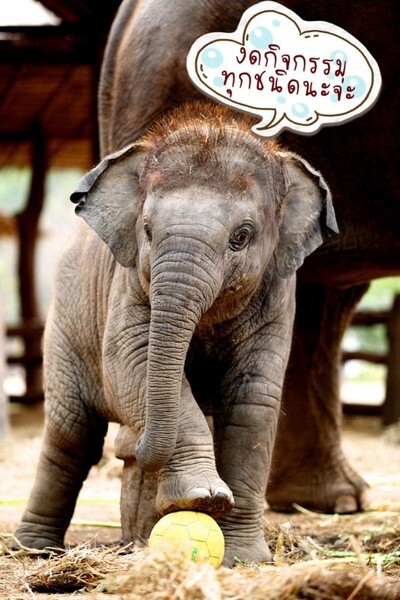 อ.อ.ป. เชิญร่วมงาน “13 มีนาคม วันช้างไทย” ภายใต้ชื่องาน “คชบาลร่วมใจ อนุรักษ์ช้างไทย เทิดไท้องค์ภูมิพล”