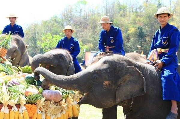 คชบาลร่วมใจ อนุรักษ์ช้างไทย เทิดไท้องค์ภูมิพล