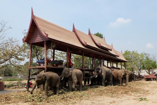 เคป & แคนทารี โฮเทลส์ ชวนตามรอยช้างไทยสมัยกรุงศรีฯ