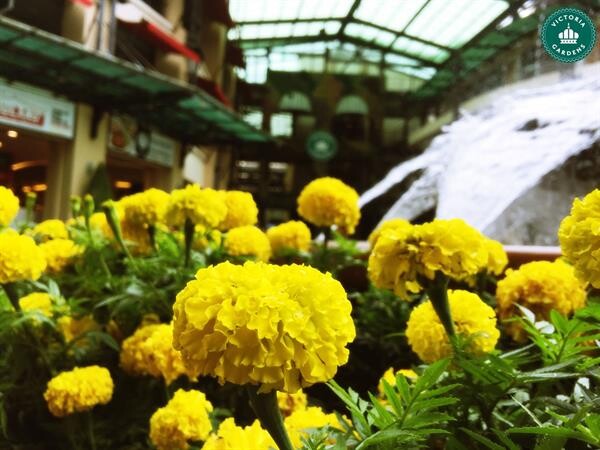 ศูนย์การค้าวิคตอเรียการ์เดนส์ เหลืองอร่ามด้วยดอกดาวเรือง บานสะพรั่งทั่วทั้งตุลาคม น้อมใจถวายพ่อหลวง