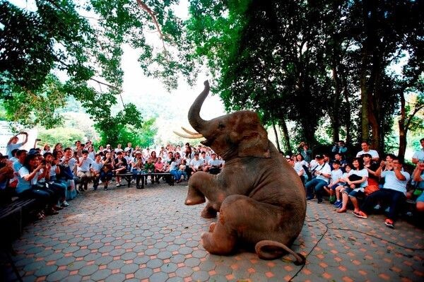 เอ็นทีที คอม ร่วมสนับสนุนงานวิจัย “ศูนย์อนุรักษ์ช้างไทย”