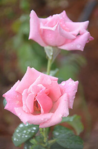 ฟ้าประทาน โรสพาร์ค (Faprathan Rose Park) ดินแดนแห่งดอกกุหลาบเมืองหนาวนับแสนดอกใจกลางวังน้ำเขียว พร้อมรับนักท่องเที่ยวตลอดหนาวนี้