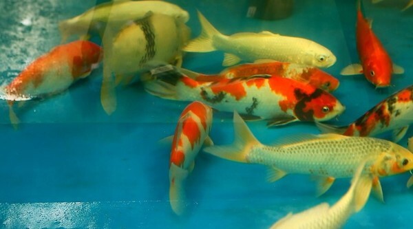 ตลาดกลางปลาสวยงามและสัตว์เลี้ยงราชบุรี จัดตลาดนัดกลางคืน สมบัติลับของนักเล่นปลา