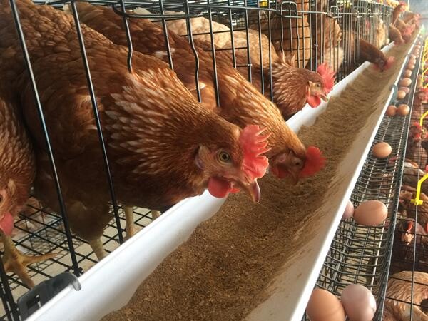 เกษตรกรผู้เลี้ยงไก่ไข่หนุนเอ้กบอร์ด ควบคุมปริมาณการนำเข้าพ่อแม่พันธุ์ ช่วยสร้างเสถียรภาพราคาไข่