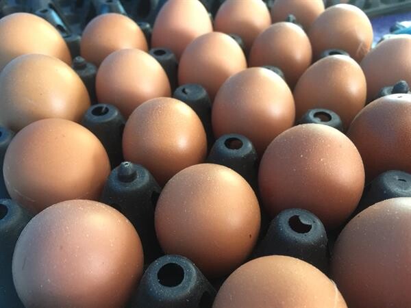 เกษตรกรผู้เลี้ยงไก่ไข่หนุนเอ้กบอร์ด ควบคุมปริมาณการนำเข้าพ่อแม่พันธุ์ ช่วยสร้างเสถียรภาพราคาไข่