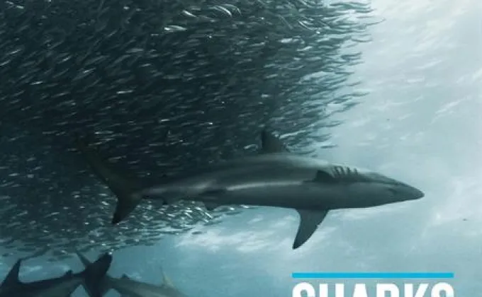 องค์กรไวล์ดเอดชวนคนไทยฉลองตรุษจีนด้วยการเลิกบริโภคหูฉลาม