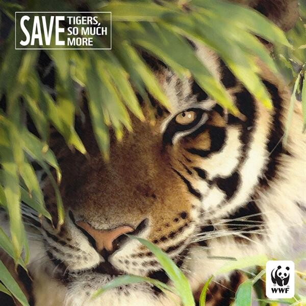 WWF-ประเทศไทย เชิญคนไทยรู้จักและรักษ์เสือโคร่งให้มากกว่าเดมิ ในกิจกรรม Save Tigers, Save So Much More