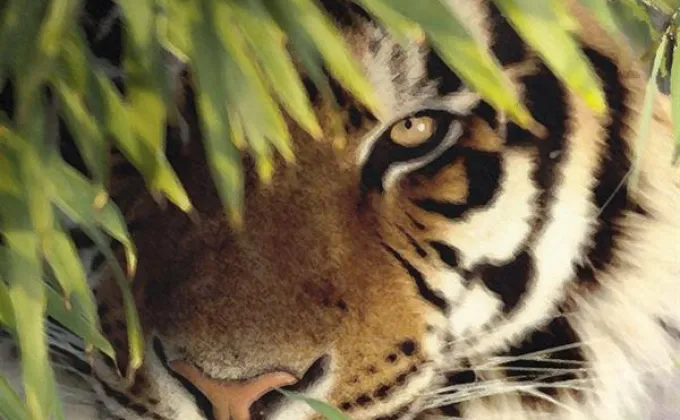 WWF-ประเทศไทย เชิญคนไทยรู้จักและรักษ์เสือโคร่งให้มากกว่าเดมิ