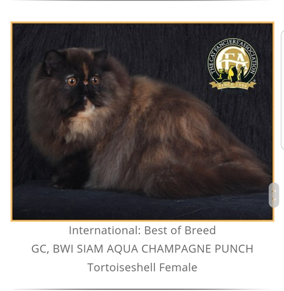 แมวสวยหลายสายพันธุ์ดีกรีรางวัลระดับโลกร่วมประกวดในงาน CFA International Asia Cat Show 2018 วันที่ 16-18 มี.ค. นี้ ที่เซ็นทรัลพลาซา ลาดพร้าว ทาสแมวไทยเตรียมต้อนรับ ในโอกาสที่สมาคมแมวโลก CFA เลือกไทยเป็นเจ้าภาพแรกในเอเชีย