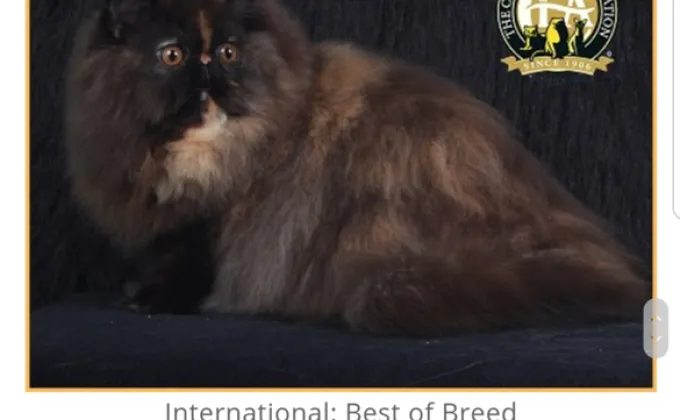 แมวสวยหลายสายพันธุ์ดีกรีรางวัลระดับโลกร่วมประกวดในงาน
