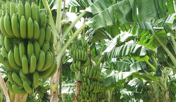 รับสมัคร SMEs พัฒนาเครือข่ายอุตสาหกรรมมะพร้าวและกล้วย