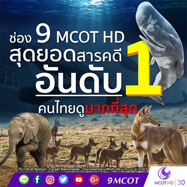 ช่อง 9 แชมป์สารคดี 4 เดือนซ้อนตอกย้ำ “ชีวิตสัตว์มหัศจรรย์” ครองใจคนไทย