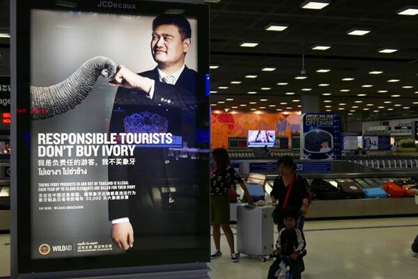 เหยา หมิง-เจย์ โจว ทูตไวล์ดเอด ชวนนักท่องเที่ยวไม่ซื้องาช้าง ไม่กินเมนูฉลาม ผ่านโฆษณาบิลบอร์ดที่สนามบินสุวรรณภูมิ