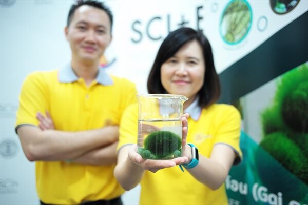 วิทยาศาสตร์ฯ มธ. เปิดตัว “ไกก้อน” สาหร่ายมาริโมะพันธ์ไทยครั้งแรก เล็งภาครัฐหนุนต่อยอดพืชน้ำ เป็น “อีโค่บอลพันธุ์ใหม่” ฟื้นฟูแหล่งน้ำ