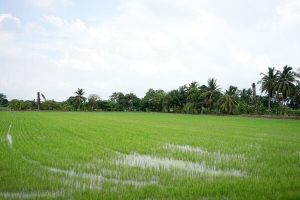 สี่ประเทศ ร่วมผนึกกำลังพัฒนาระบบการผลิตข้าวอัจฉริยะที่เป็นมิตรกับสิ่งแวดล้อม มุ่งเพิ่มรายได้ให้กับเกษตรกรไทย