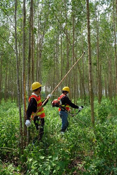 เอสซีจี ร่วมผลักดันมาตรฐาน FSC ส่งเสริมการจัดการสวนไม้อย่างยั่งยืน