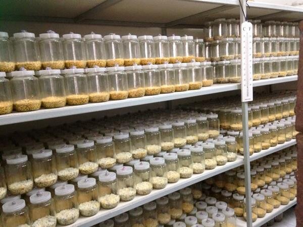 "AU Farm รังสรรเห็ดหลินจือแดง สายพันธุ์จิตรลดา เพิ่มมูลค่ามาตรฐานออแกนิค ส่งต่อสรรพคุณทางยาชั้นยอด"