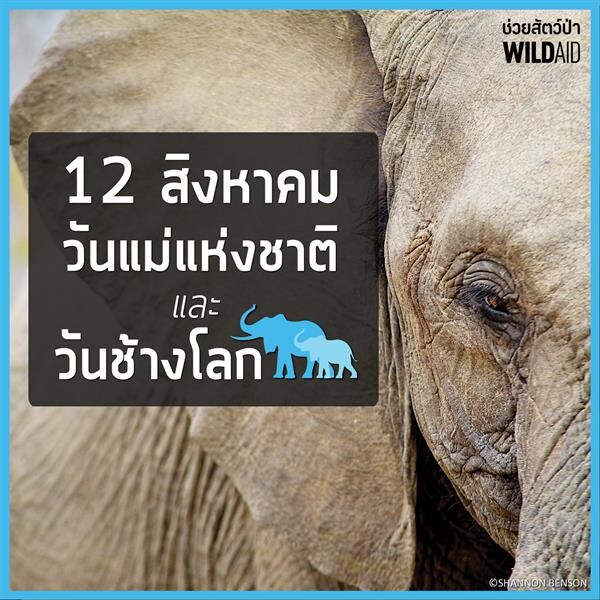 แหม่ม คัทลียา ทูตไวล์ดเอดชวนคนไทย 'ไม่เอางาไม่ฆ่าช้าง’ ในวันช้างโลก