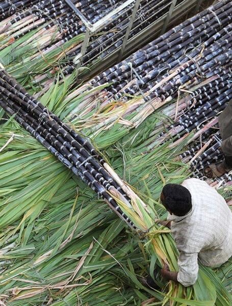 อุตสาหกรรมน้ำตาลทรายไทย ผนึกกลุ่ม GSA กดดันปากีสถาน อินเดีย กลุ่มอียู ยกเลิกมาตรการอุดหนุนการส่งออกน้ำตาล หวั่นซัพพลายในตลาดโลกล้น กดราคาดิ่งเหว