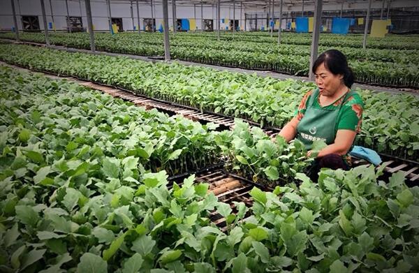 ยกทัพสหกรณ์ไทยเรียนรู้เกษตรแปลงใหญ่ปลูกผักในโรงเรือนที่เมืองซานตง ประเทศจีน ต้นแบบพัฒนาการเกษตรโดยใช้เทคโนโลยียกระดับคุณภาพและเพิ่มมูลค่าผลผลิต