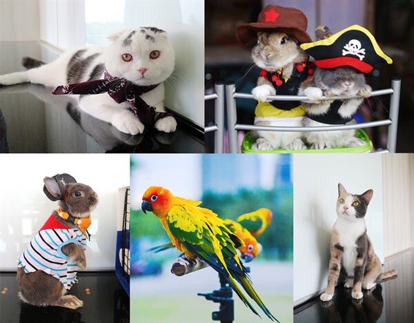 We Love Pets ครั้งที่ 8 Pirates of the Caribbean มหกรรมสัตว์เลี้ยงแสนรัก ของเหล่าสาวกคนรักสัตว์ที่ยกกันมาทั้งบ้าน